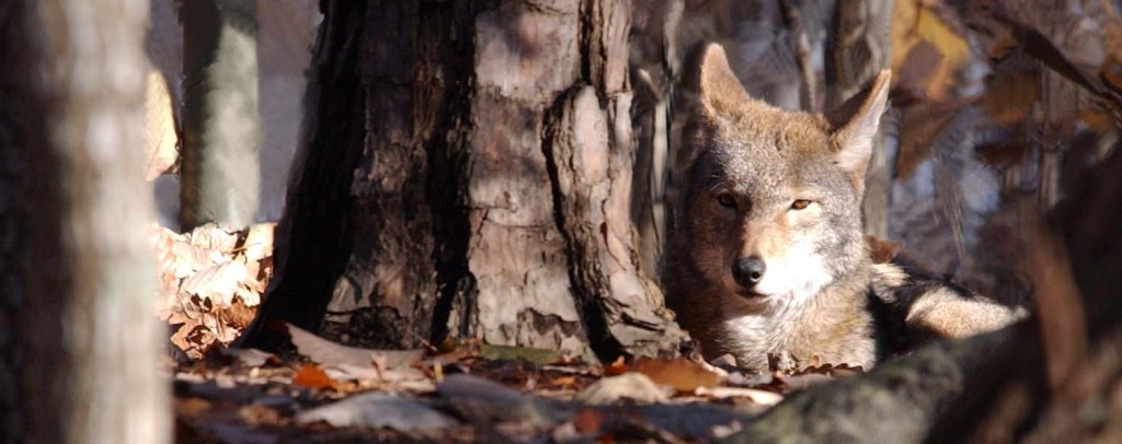 Red Wolf - NC Zoo Media Library