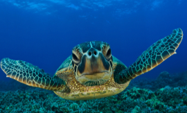 sea turtle